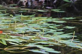 Image result for Potamogeton nodosus