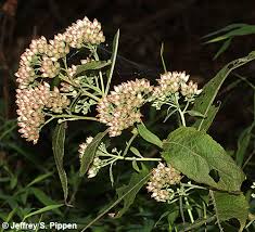 Image result for Pluchea