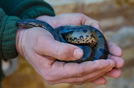 Des miracles de la nature aux. Le Plus Gros Serpent Du Monde Se Crocoparc Agadir Facebook