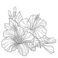 Illustration Of Bouquet With Ornate Chinese Hibiscus Or Hibiscus Rosa Sinensis And Leaves Isolated Hibiscus Flower Drawing Flower Drawing Flower Line Drawings