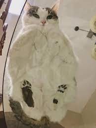 Holding Giorno S Hand On Twitter Funny Cat Pictures Cats Funny Animal Pictures