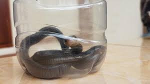 Penampakan anakan ular kobra dan telur yang ditemukan oleh relawan di perumahan loh agung, desa dagen, kecamatan jaten, kabupten karanganyar, jumat (1/1/2021) malam. Marak Anak Ular Kobra Di Permukiman Ini Tips Cegah Ular Masuk Rumah Tribunnews Com Mobile