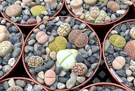 The are called living stones because, well, they look like rocks. Lithops Are Living Rocks That Are Actually Succulents Better Homes Gardens