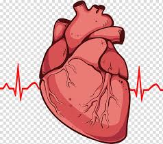 human heart heart drawing anatomy diagram human