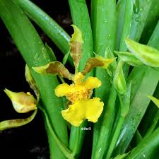 Image result for Ozoroa longipes