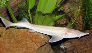Albino sterlet (acipenser ruthenus) $ 234.99. Acipenser Ruthenus Golden Sterlet 15cm Prestopets