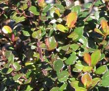 Image result for Myrsine africana