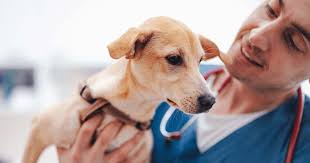 Set smart goals for your veterinary practice