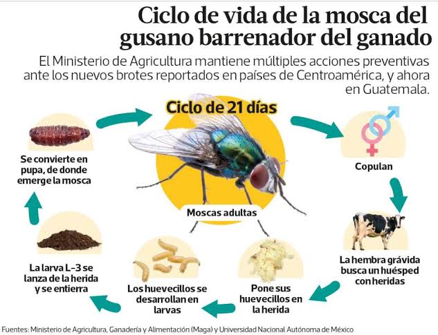 Ciclo de vida de la mosca del gusano barrenador