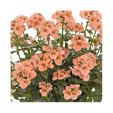 Image result for ostruhatka