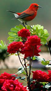 We did not find results for: áƒ¦ áƒ¦ áƒ¦ Birds Photography Nature Beautiful Birds Bird Photography