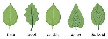 Image result for leaf margin entire