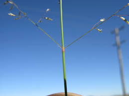 Image result for Eragrostis cylindriflora