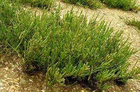 Image result for Sarcocornia perennis