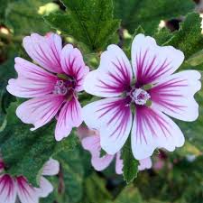 Image result for Malva