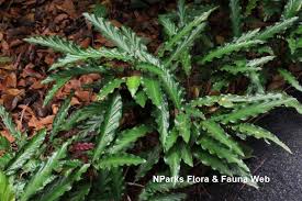 Image result for Lagenaria rufa