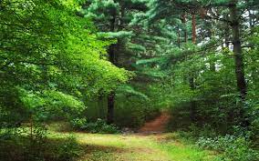 High Definition 100 Percent Quality Green Nature Hd Wallpaper Nature Images Forest Wallpaper Forest Trees