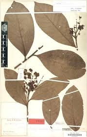 Image result for Justicia heterocarpa