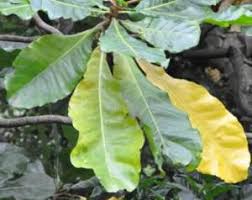 Image result for Anthocleista grandiflora