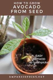 Forget The Toothpicks This Is The Easy Way To Grow Avocado From Seed Grow Avocado Avocado Seed Growing Growing An Avocado Tree