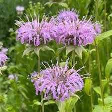 Image result for Monanthotaxis parvifolia