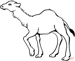 Camels Coloring Pages Free Coloring Pages Coloring Pages Free Coloring Pages Animal Coloring Pages