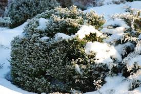 Maybe you would like to learn more about one of these? Immergrune Winterharte Straucher Fur Den Garten Plantura