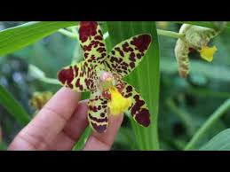 Image result for Ansellia