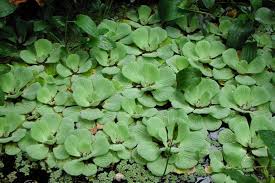 Image result for Pistia
