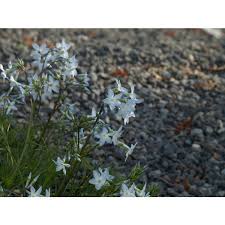 Flower color is blue and blooms in spring. Jc Raulston Arboretum