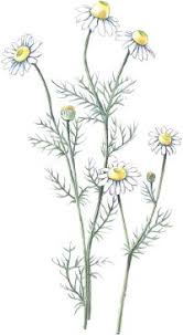 This gentle solution provides relief and care for irritated and sensitive skin. Chamomile Herbal Remedies Howstuffworks