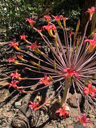 Image result for Brunsvigia