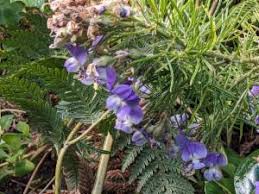 Image result for Psoralea arborea