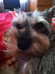If you have news from the surrounding cities go ahead and post. Miniature Schnauzer Puppies For Sale In Texas Craigslist