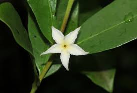 Image result for Mascarenhasia