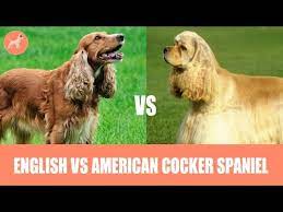 English Vs American Cocker Spaniel Breed Comparison Youtube