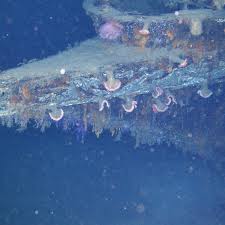 The network's promise not to show any pictures of the bodies of the. Microbes Point The Way To Shipwrecks The New York Times