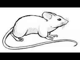 Maus Zeichnen Tierzeichnung Ubung Zum Malen Und Zeichnen Lernen Youtube Tiere Zeichnen Tierzeichnung Malen Und Zeichnen