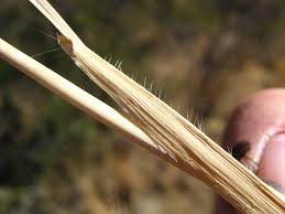 Image result for Anthephora pubescens