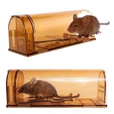 Piege A Souris Comparatif 2020 Des Meilleurs Avec Avis