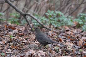 We did not find results for: Citizen Science Counting Birds In January In Berlin