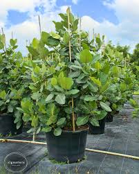 Image result for Ficus trichopoda