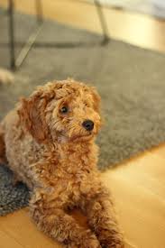 What is a teddybear goldendoodle? Moki Der Pudel Youtube Dogs Puppies Cute Animals