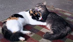 Lay Aries Sun Capricorn Moon Scorpio Rising Infp Cat Love Cats Cute Cats