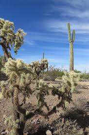 El desierto es una gran zona terrestre árida y con temperaturas extremas donde las lluvias son muy escasas. Cactus Arizona Desierto Naturaleza Paisaje Escenico Sur Oeste Desierto Fuera De Al Aire Libre Pikist