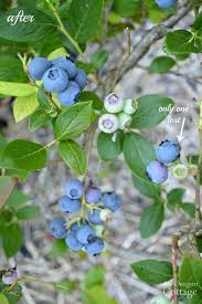 Chicken wire can also be laid over a seedbed. How To Scare Birds Away From Berries Naturally Using Dollar Items An Oregon Cottage
