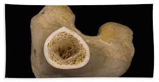 Internal structure of a human long bone, with a magnified cross section of the interior. Bone Cross Section Lm Beach Towel For Sale By Science Stock Photography