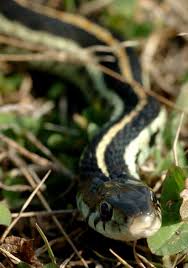 I was told this is a baby texas brown snake by a local snake expert on. Sssinuous Friends Snakes Help Humans By Devouring Disease Carrying Rodents
