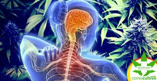 Para crear este artículo, autores voluntarios han trabajado para editarlo y mejorarlo con el tiempo. La Marihuana Alivia La Esclerosis Lateral Amiotrofica Comocultivo Com