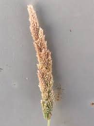 Image result for Polypogon